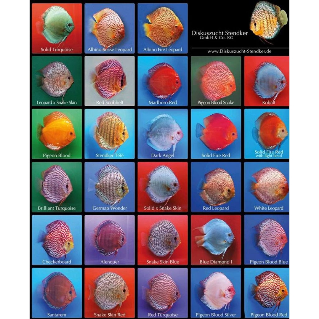 Jual PAKET DISCUS MURAH JENIS MIX CAMPUR RANDOM 20E | Shopee Indonesia