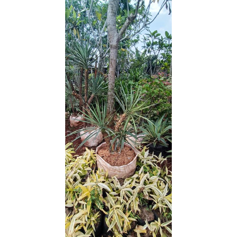 Jual Yucca Gloriosa atau Tombak Raja | Shopee Indonesia