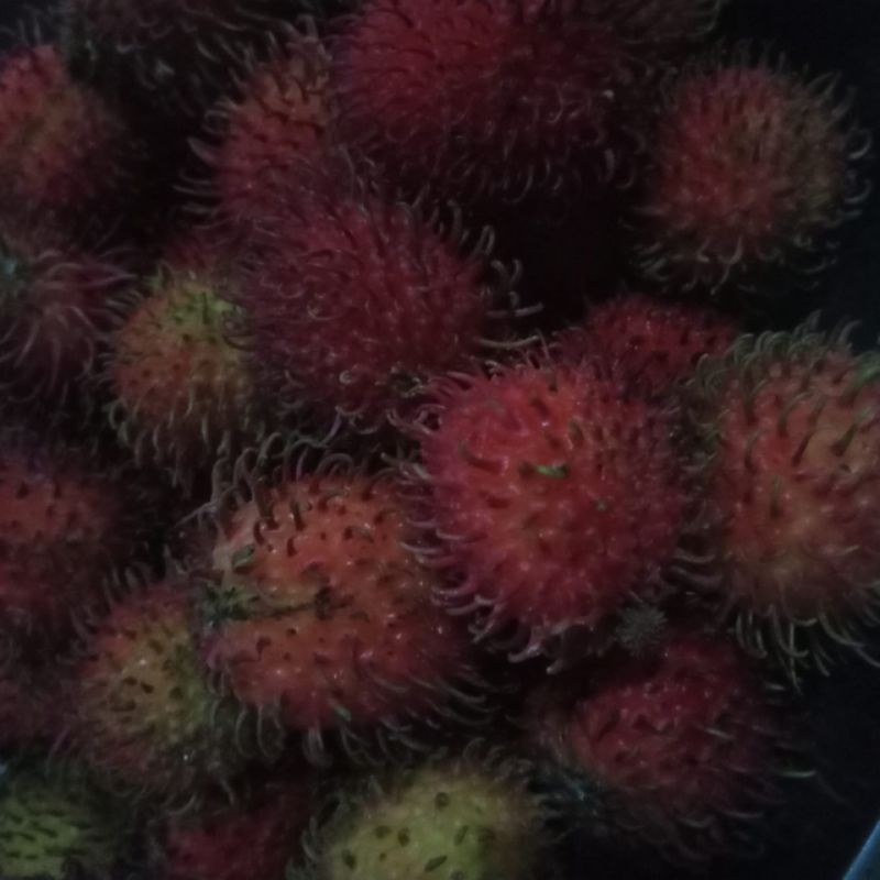 Jual buah rambutan rapiah manis tidak ada ranting | Shopee Indonesia