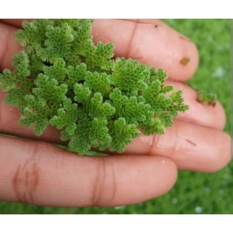 Jual Azolla | Shopee Indonesia