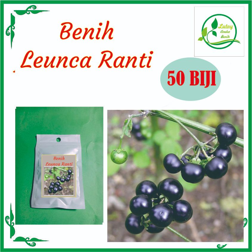 Jual BENIH LEUNCA RANTI ISI ISI 50 BIJI | Shopee Indonesia