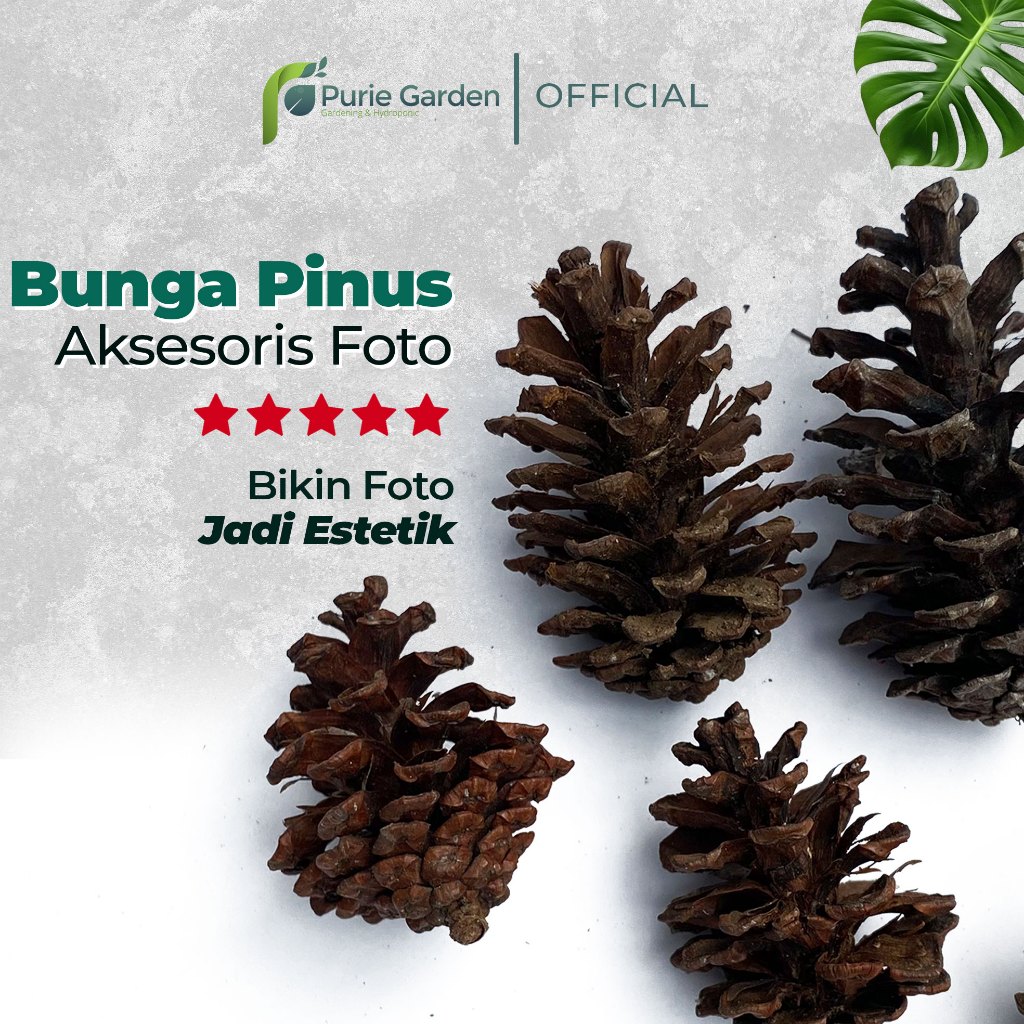 Jual Bunga Pinus Kering Dekorasi Foto | Shopee Indonesia