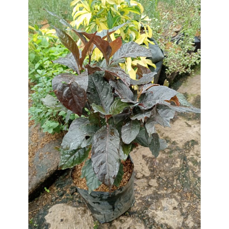 Jual Bibit tanaman pohon handeuleum daun ungu | Shopee Indonesia