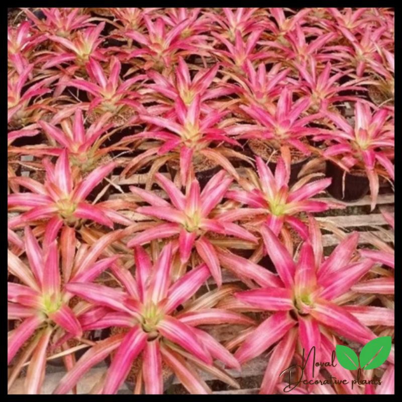 Jual Promk COD!!! Tanaman hias bromelia tri color - tanaman bromelia ...