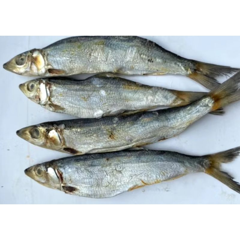 Jual ikan Asin Japuh Sarden 400g | Shopee Indonesia