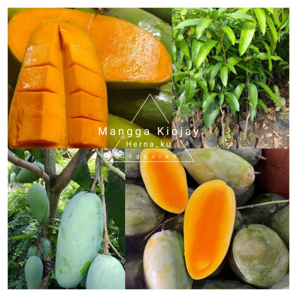 Jual BIBIT MANGGA KIOJAY JUMBO THAILAND MANIS SUPER GENJAH TERMURAH ...