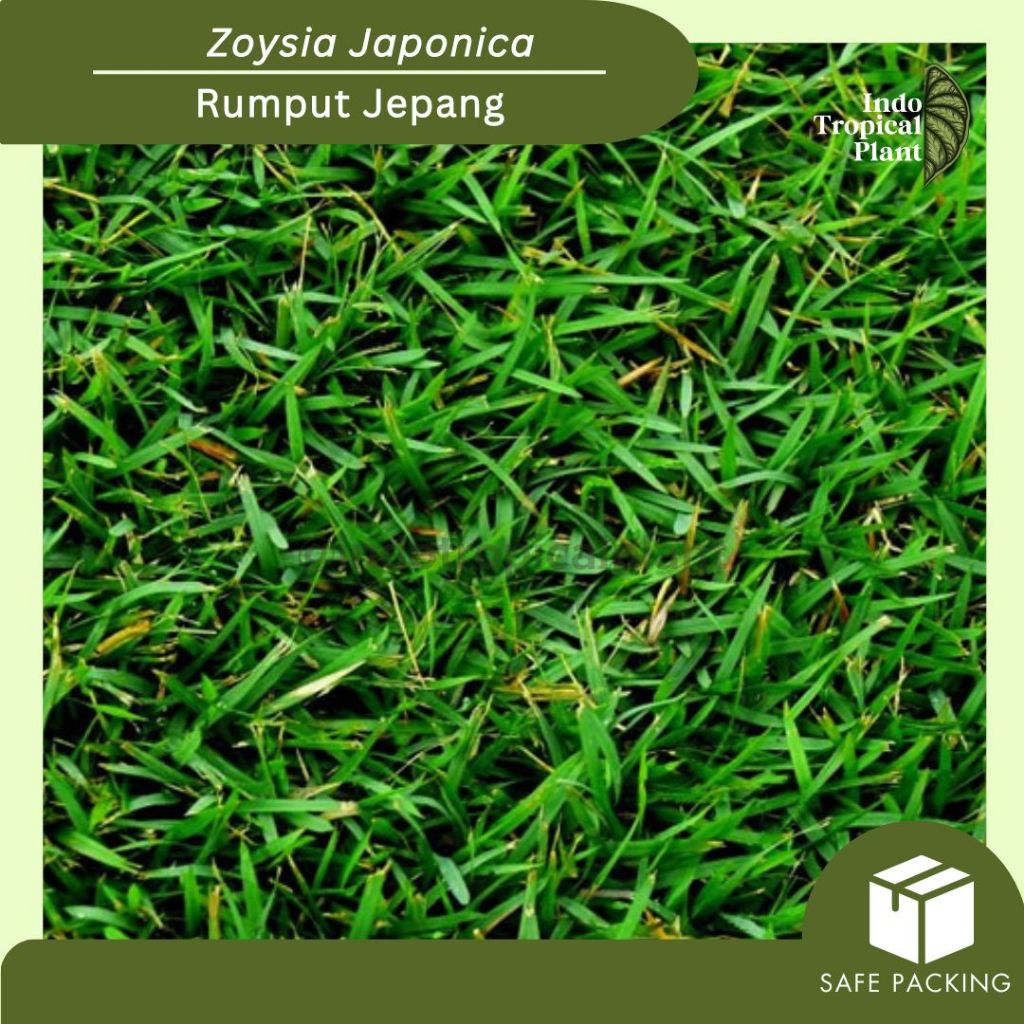 Jual Rumput Jepang / Zoysia Japonica / Hiasan Taman | Shopee Indonesia