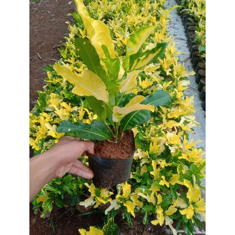 TANAMAN HIAS PURING TERANG BULAN - TANAMAN HIAS INDOOR DAN OUTDOOR