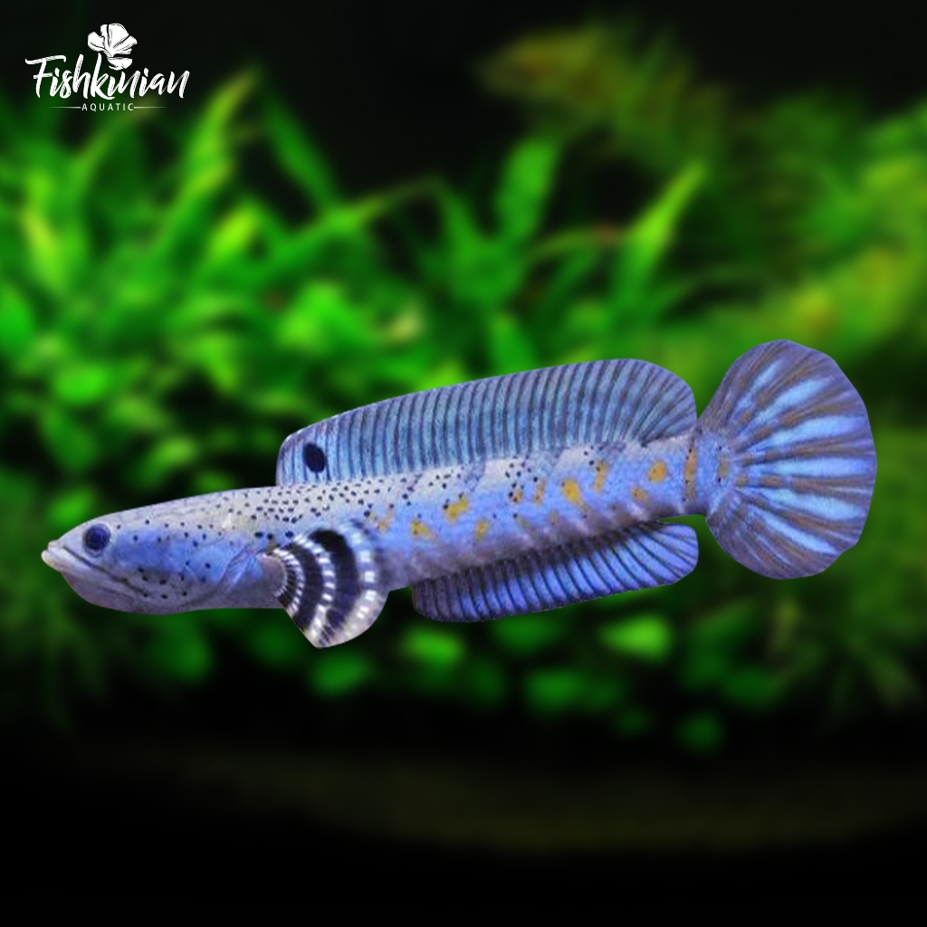 Produk Fishkinian Auction | Shopee Indonesia
