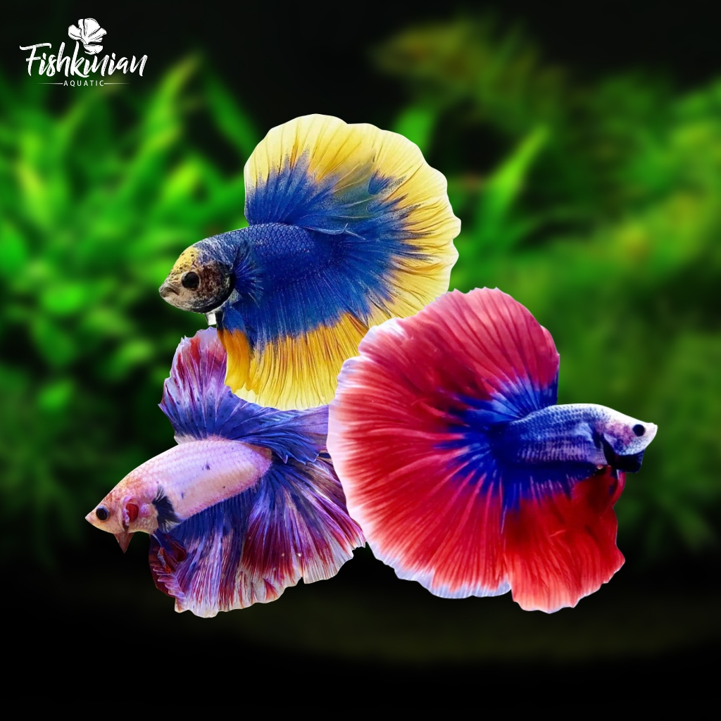 Jual Ikan Cupang Halfmoon (HM) Mascot GRADE A | Shopee Indonesia