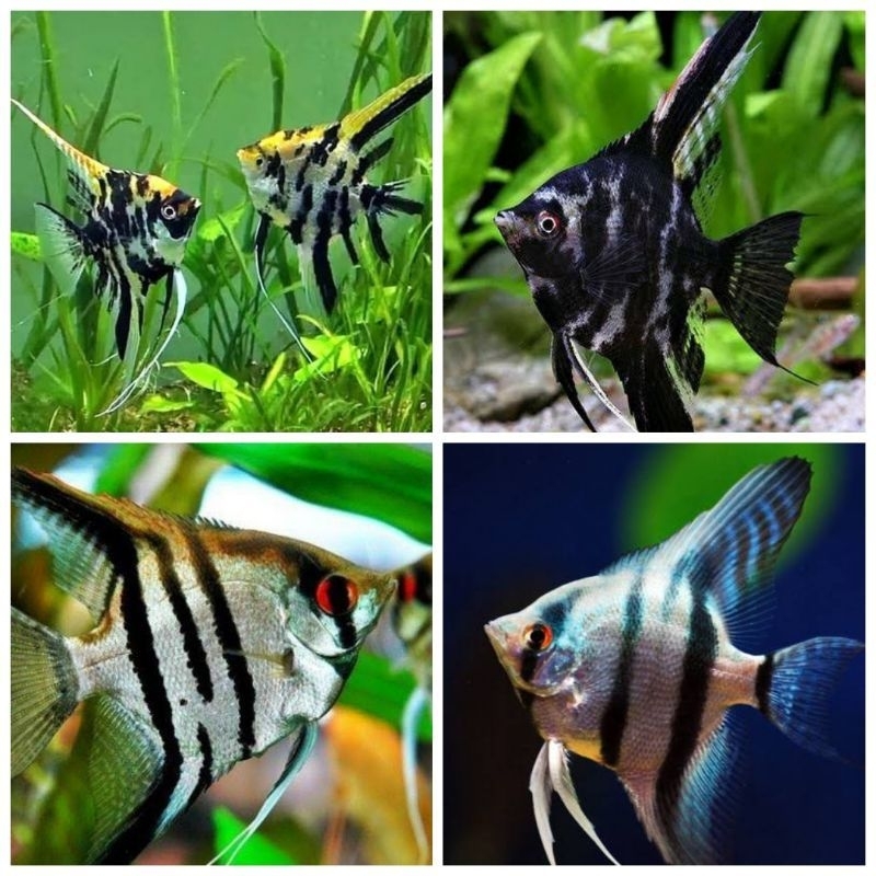 Jual MANFIS LAYANG SLAYER TRICOLOR AQUARIUM | Shopee Indonesia