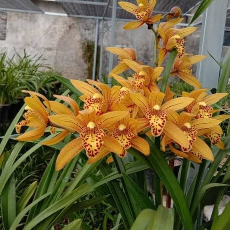 Jual Tanaman Bunga Anggrek Cymbidium Chen Ruby - Anggrek Tanah Golden ...