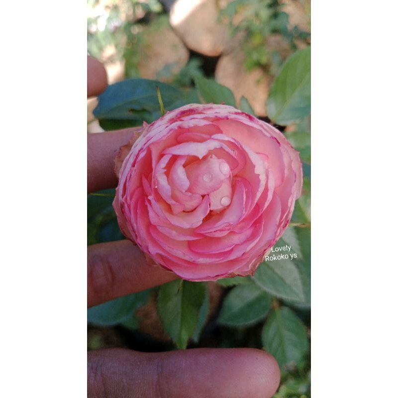 Jual M lovely Rokoko ukuran dewasa | Shopee Indonesia