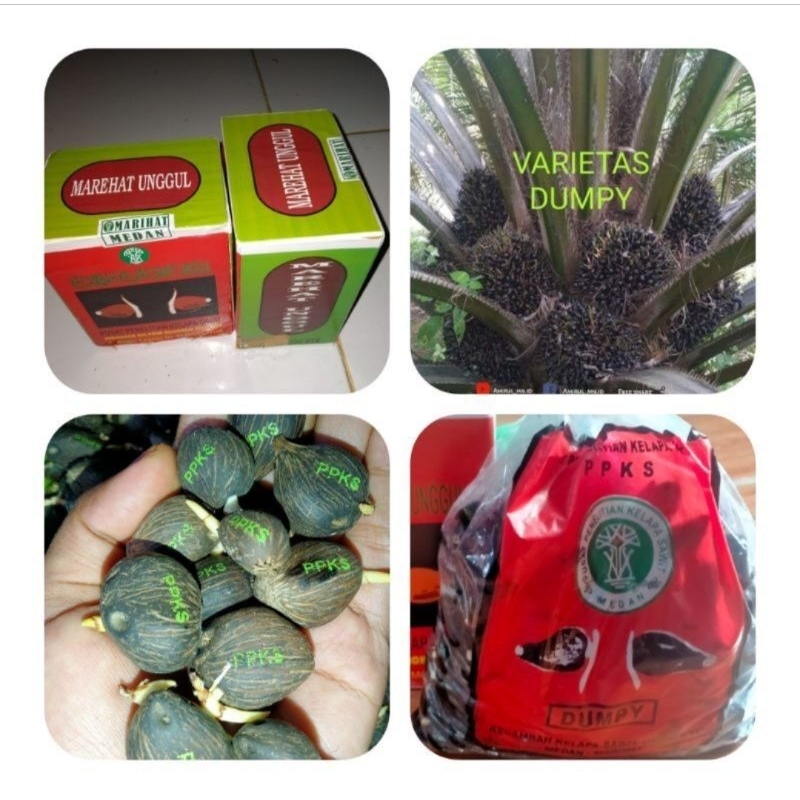 Jual BIBIT KECAMBAH SAWIT BERSERTIFIKAT DUMPY MARIHAT UNGGUL | Shopee ...