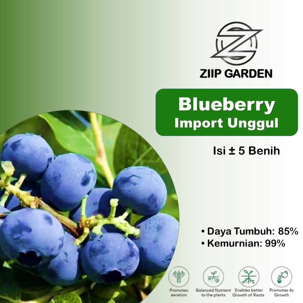 Bibit Benih Buah Blueberry Import Unggul