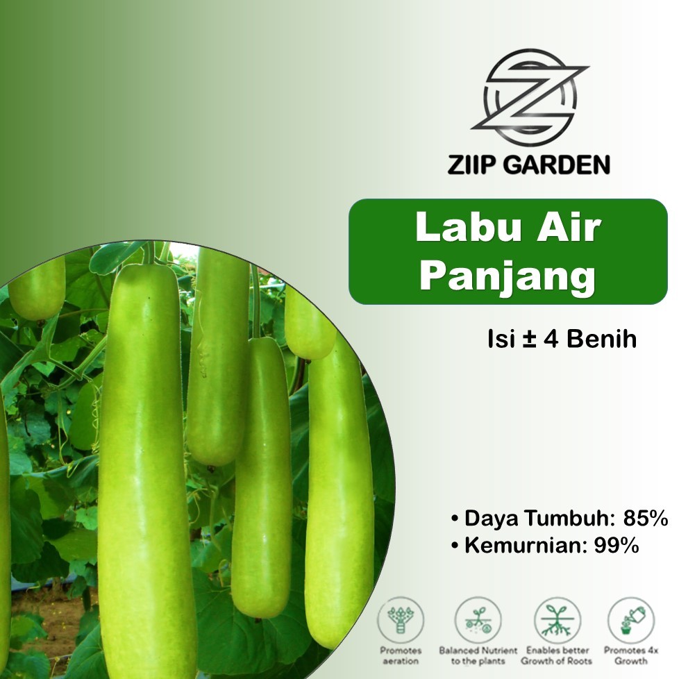 Bibit Bibit Sayuran Labu Air Panjang Unggul