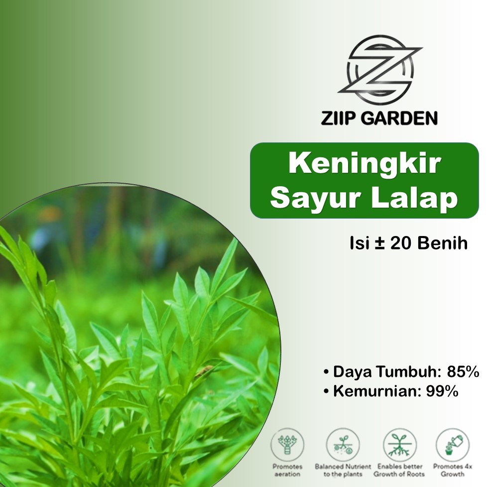 Bibit Benih Sayur Sayuran Keningkir Sayur Lalap Unggul
