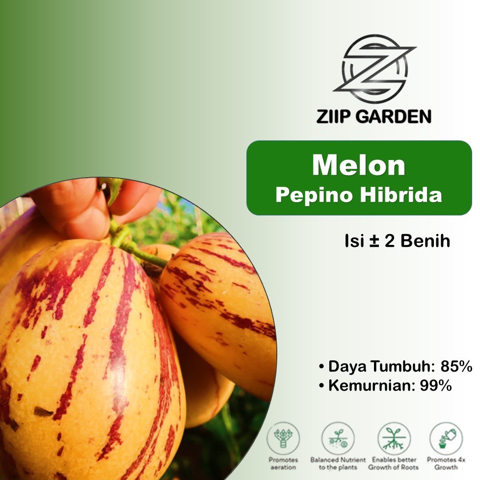 Benih Buah Melon Pepino Hibrida Unggul