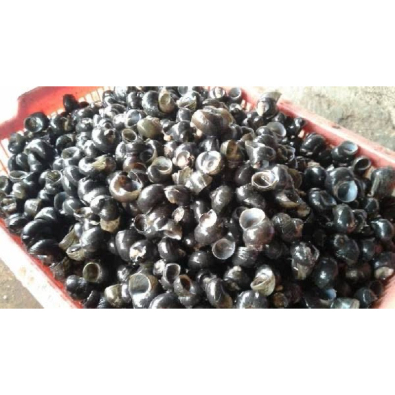 Jual keong sawah tutut 1,5kg | Shopee Indonesia
