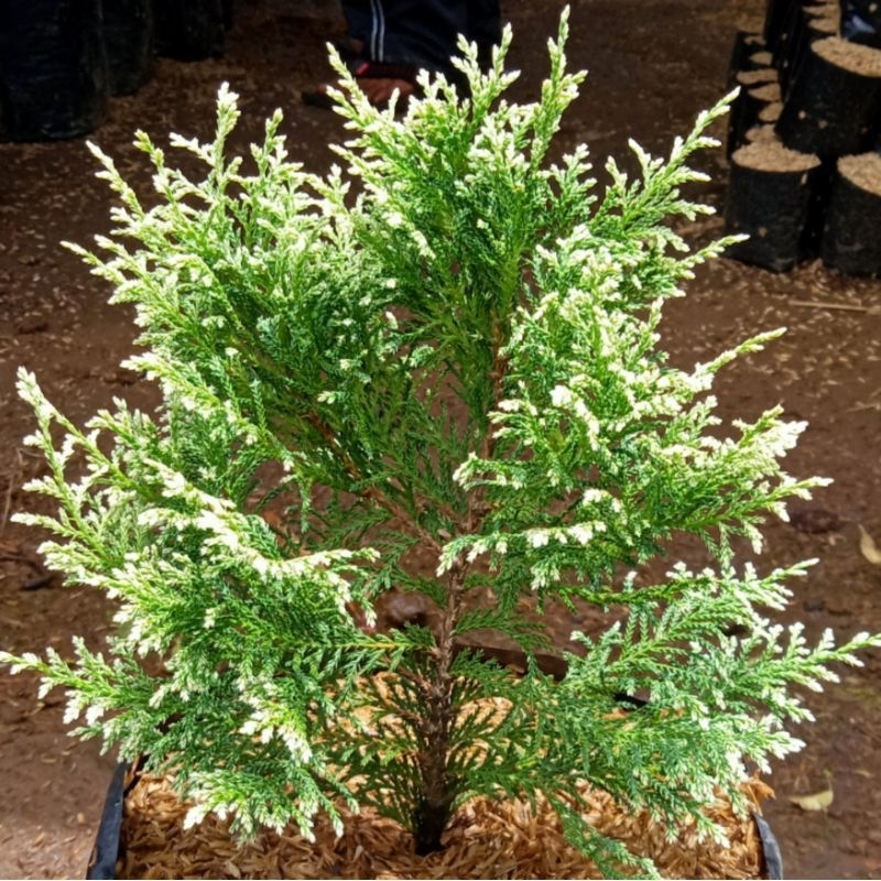 Jual Tanaman Cemara Inoki Jepang Putih / Chamaecyparis Obtusa / Cemara ...