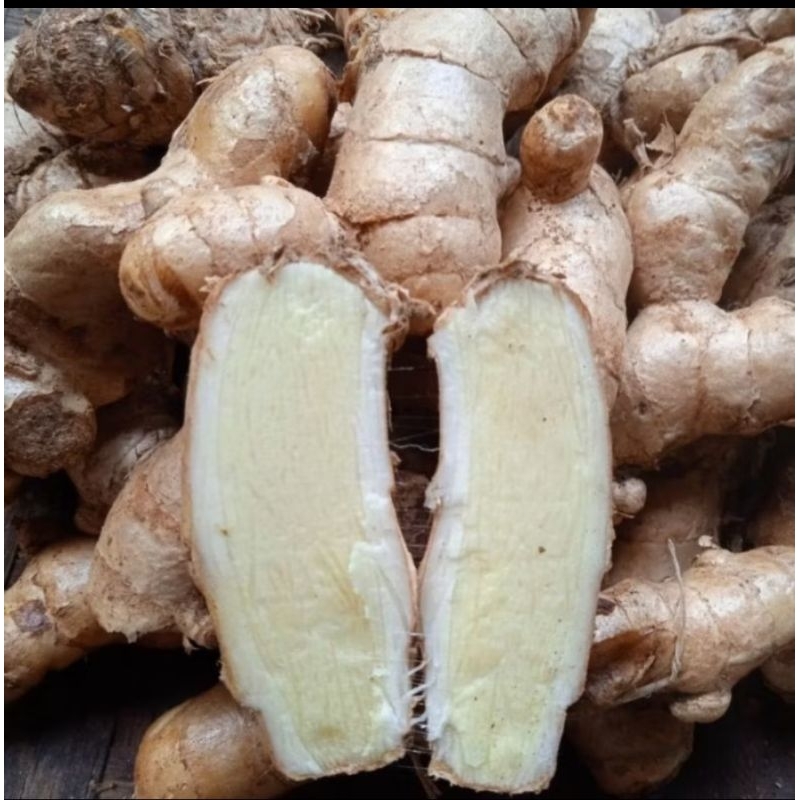 jual-kunyit-putih-temu-putih-segar-1kg-shopee-indonesia