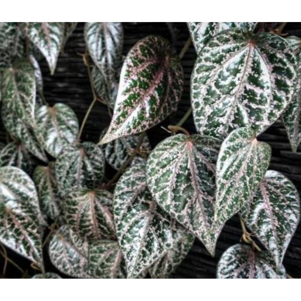 Jual Daun suruh merah asli organik harga 1 lembar rempah nusantara ...