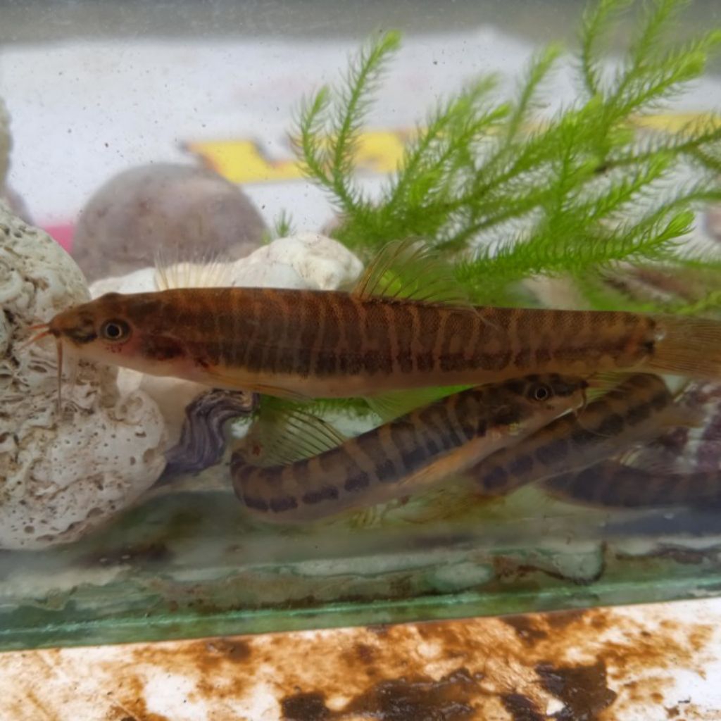 Jual Uceng ikan hias akuarium | Shopee Indonesia