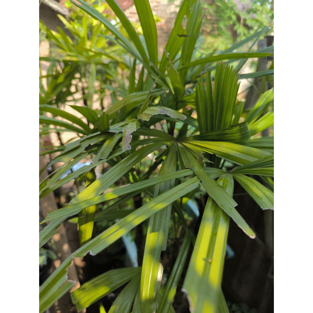 Jual Palem waregu | Shopee Indonesia