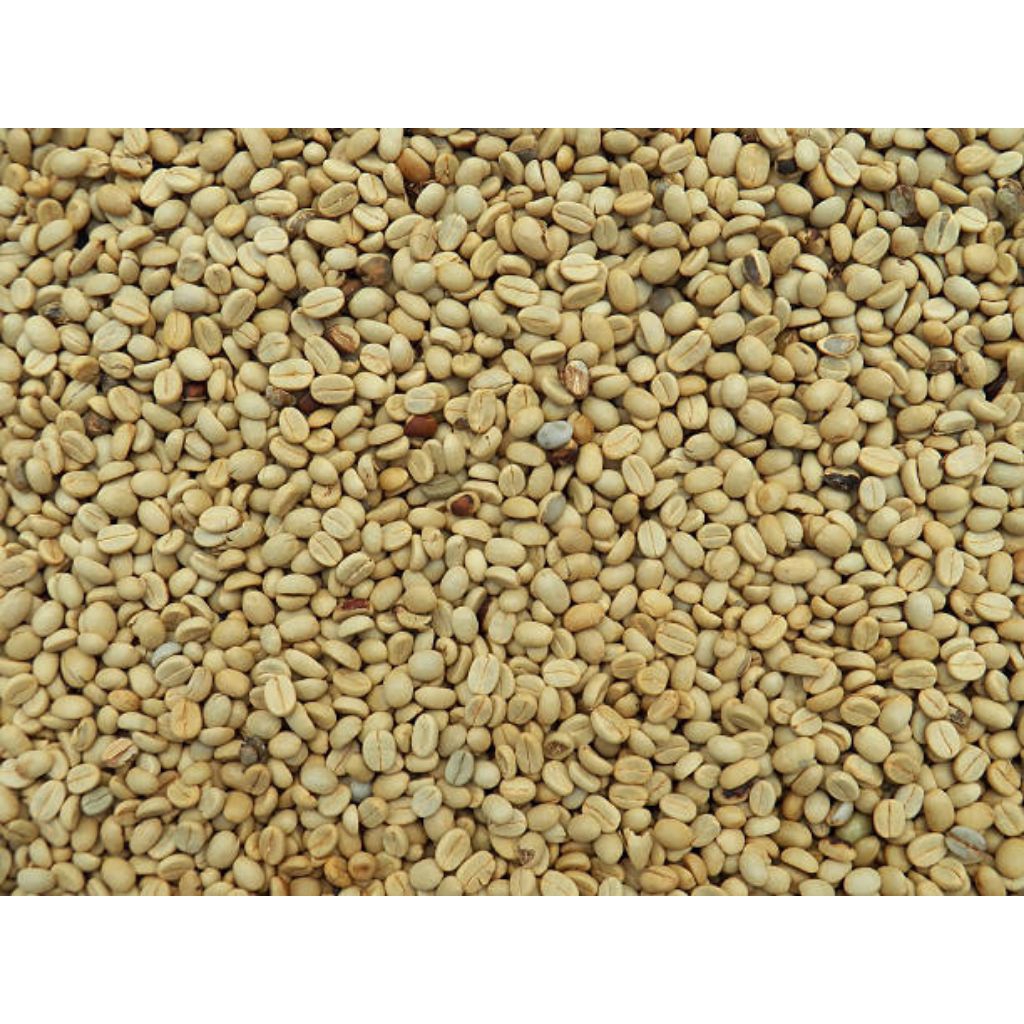 Jual Biji Kopi Robusta Lampung Klon Bagio Raja Greenbean Sed 1000 Biji ...