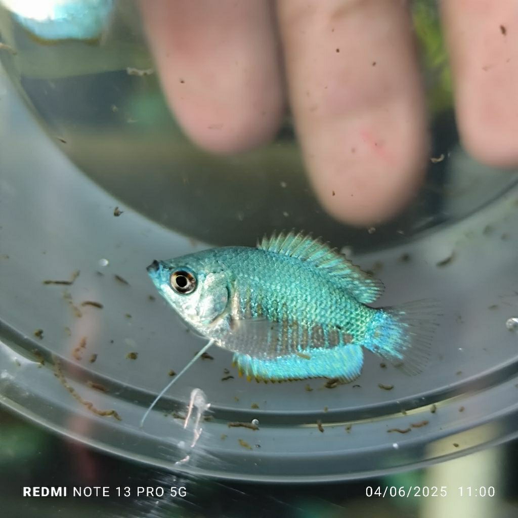 Jual aquascape sepat ralis blue/biru/aksesoris hias/aksesoris aquarium ...