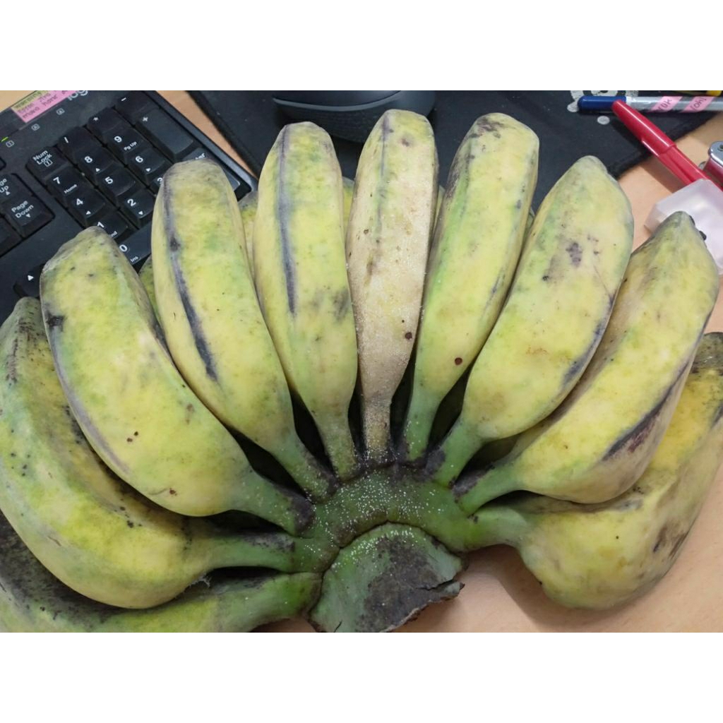 Jual Gedhang Kepok Kuning (Pisang) | Shopee Indonesia