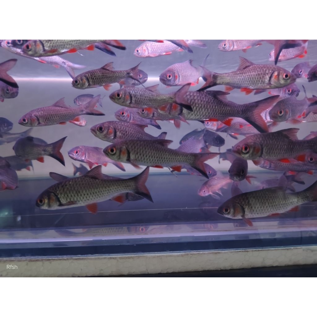 Jual Pajangan Pontius Orphoides (Javean Barb) | Shopee Indonesia