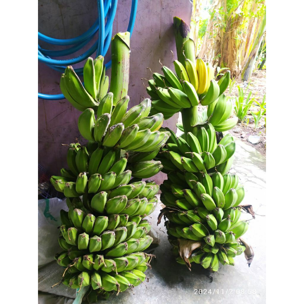 Jual Pisang Kepok Kuning Organik Asli Jawa +/- per 10 kg | Shopee Indonesia