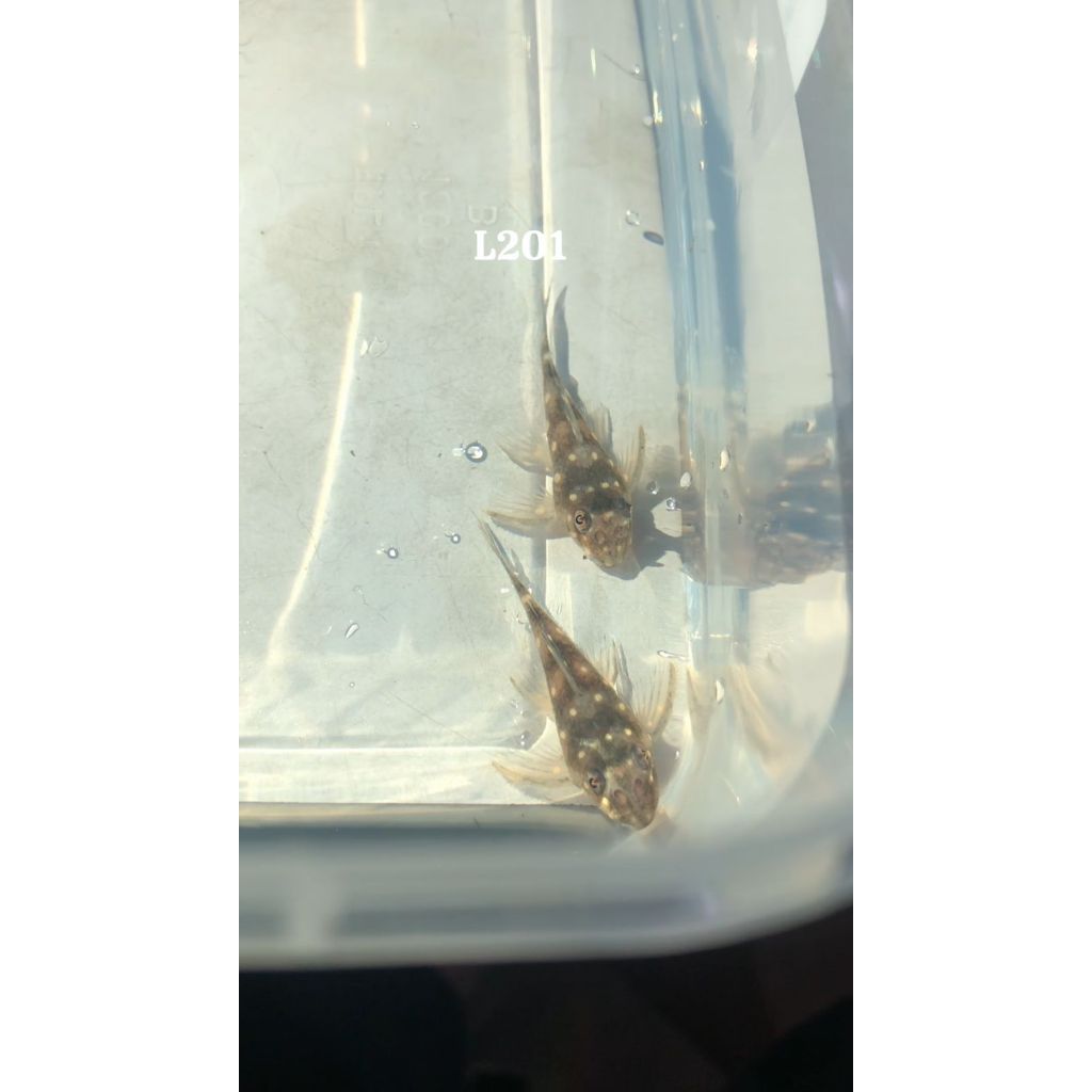 Jual Pleco L201 snowball orinoco angel (hypancistrus) | Shopee Indonesia