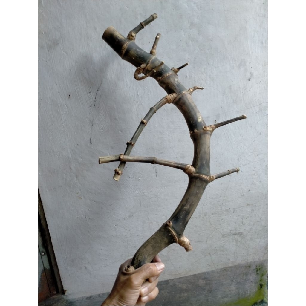 Jual BAMBU UNIK PATIL LELE BATANG UTAMA 7 SAP RANTING PETUK (BANYAK ...