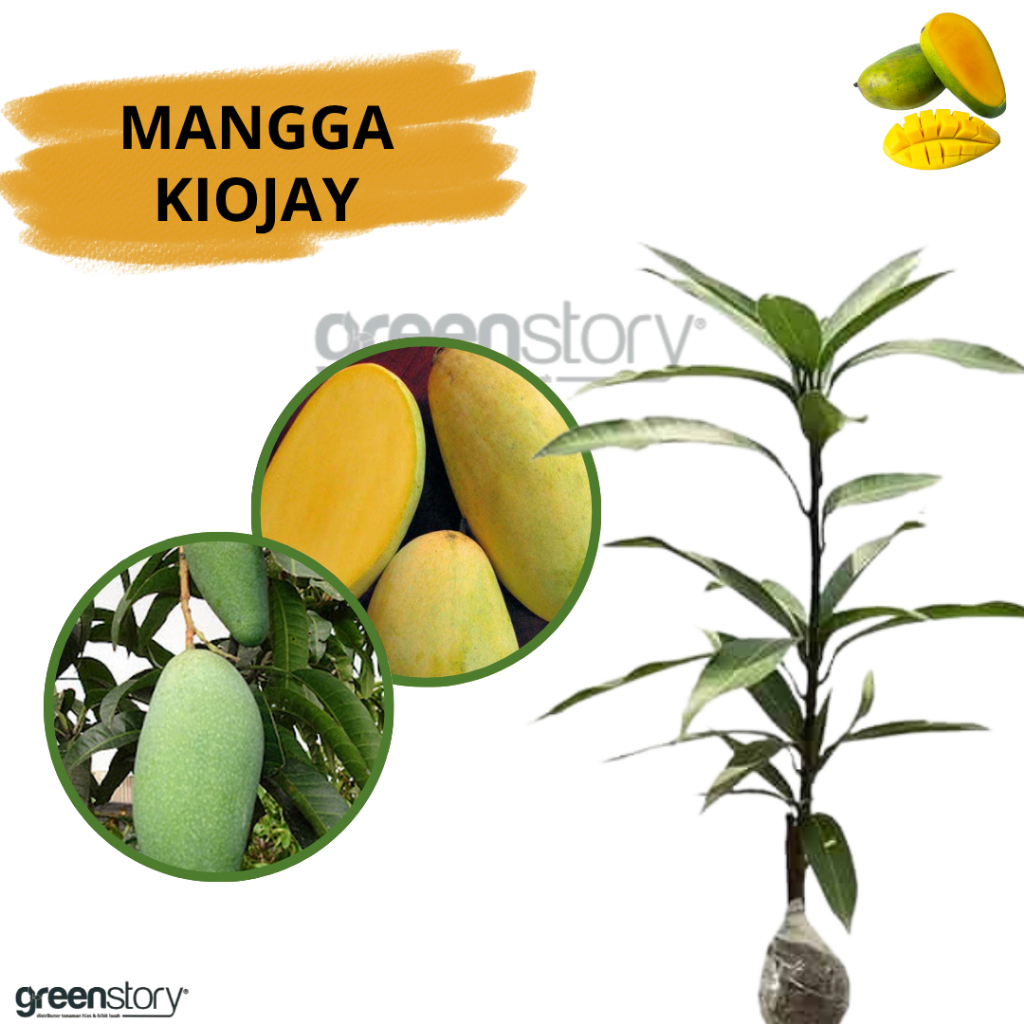 Jual Mangga Kiojay Terlengkap & Harga Terbaru Juni 2026 | Shopee Indonesia