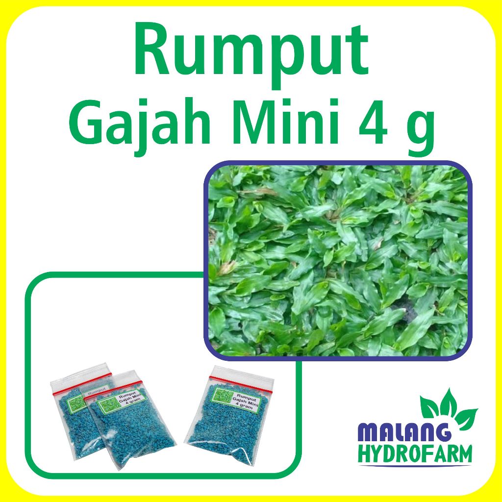 Jual Benih Rumput Gajah Mini 1 Meter Persegi Unggulan Berkualitas biji ...