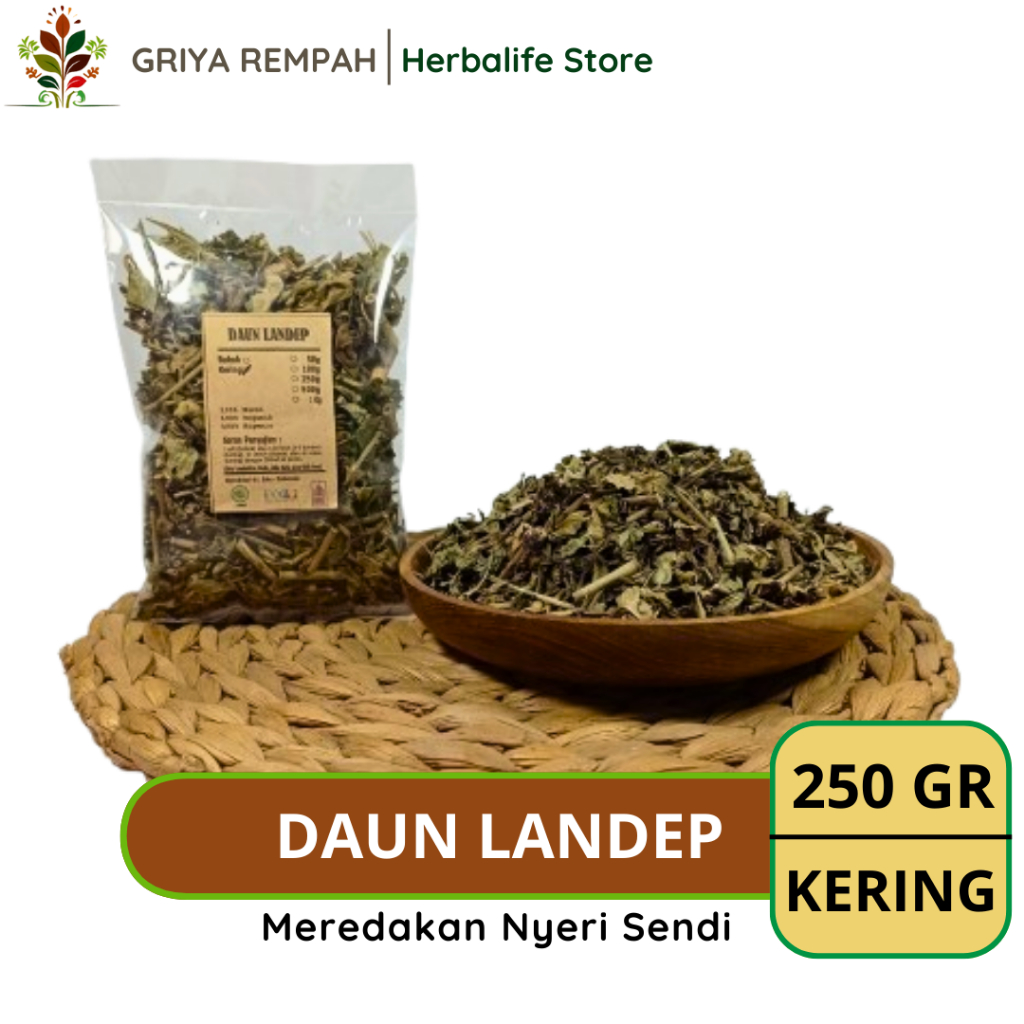 Jual DAUN LANDEP KERING 250 GRAM Landhep Rempah Herbal Simplisia Alami ...