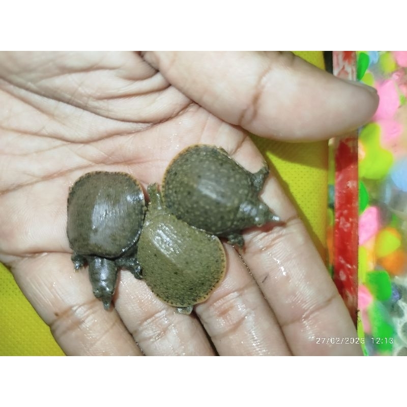 Jual Hiasan Bulus /Labi-labi | Shopee Indonesia