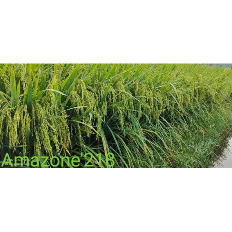 Jual BENIH PADI AMAZON 218 TERBARU KEMASAN 5KG | Shopee Indonesia