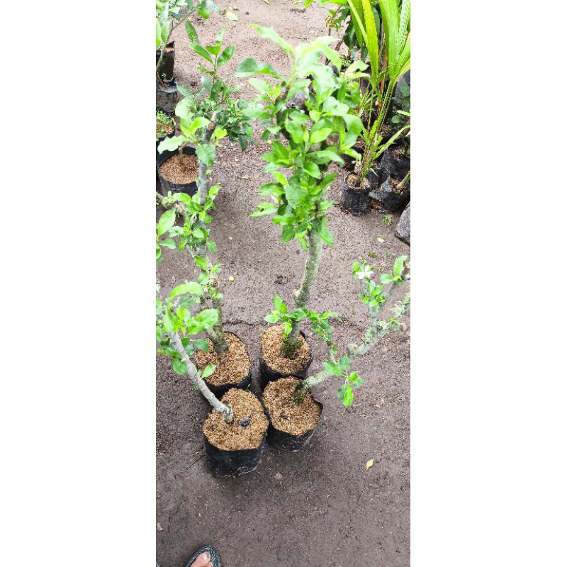 Jual Indukan Apel Merah Dongkelan Batang Besar Siap BERBUAH LAGI ...