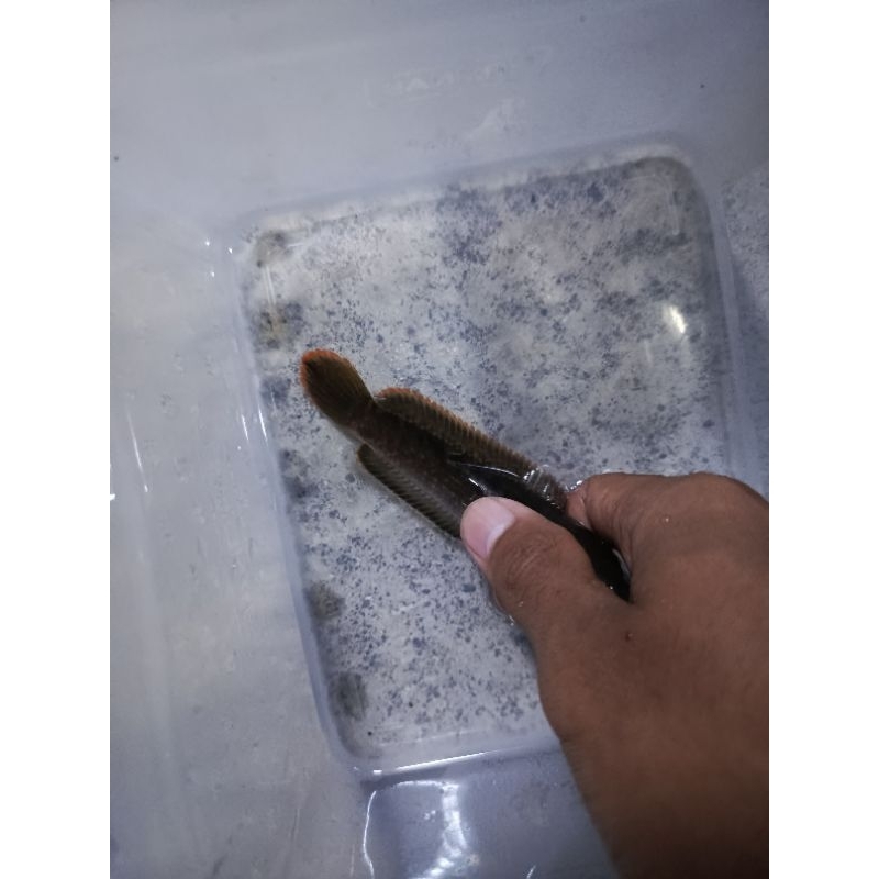 Jual channa Limbata rim tebal | Shopee Indonesia
