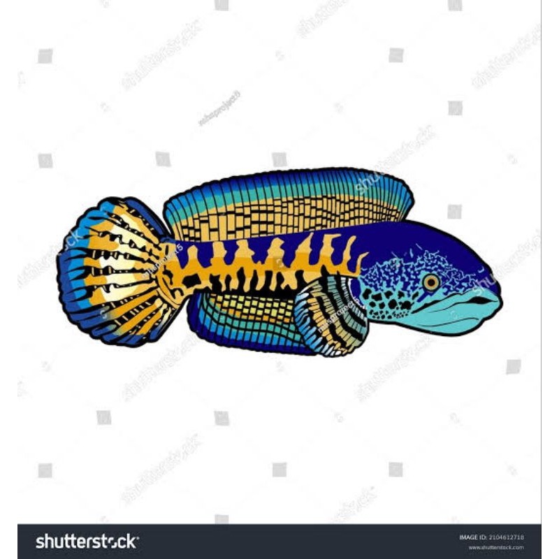 Jual Sticker Channa Auranti CB 6cm | Shopee Indonesia