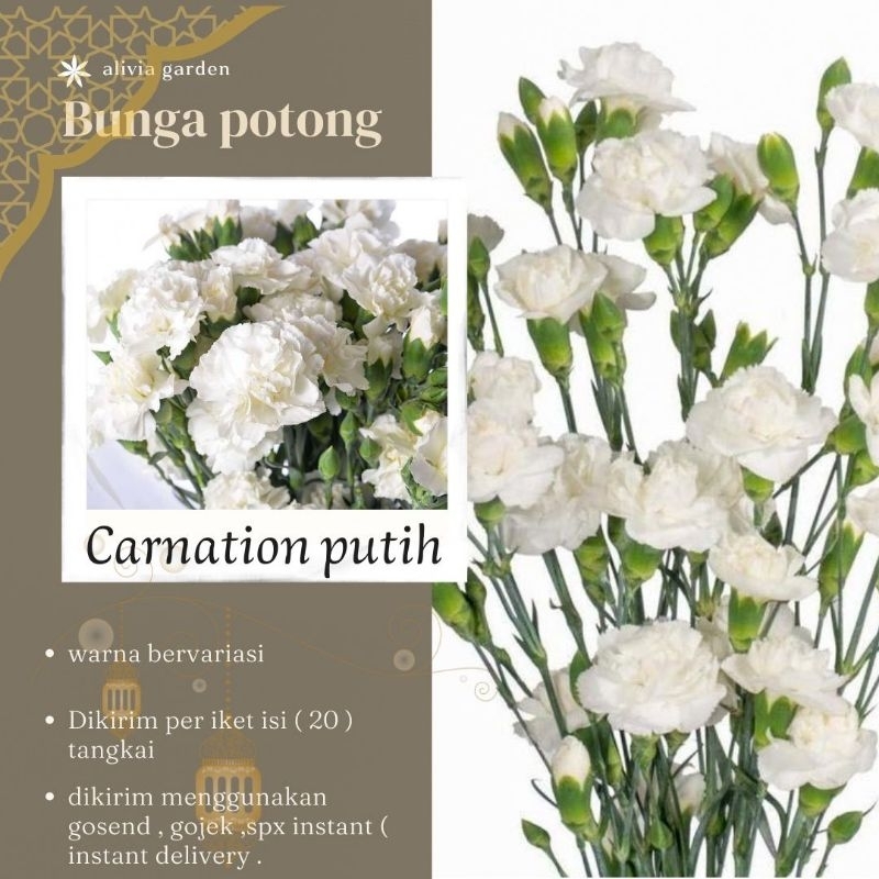 Jual bunga potong carnation putih ( instant delivery ) | Shopee Indonesia