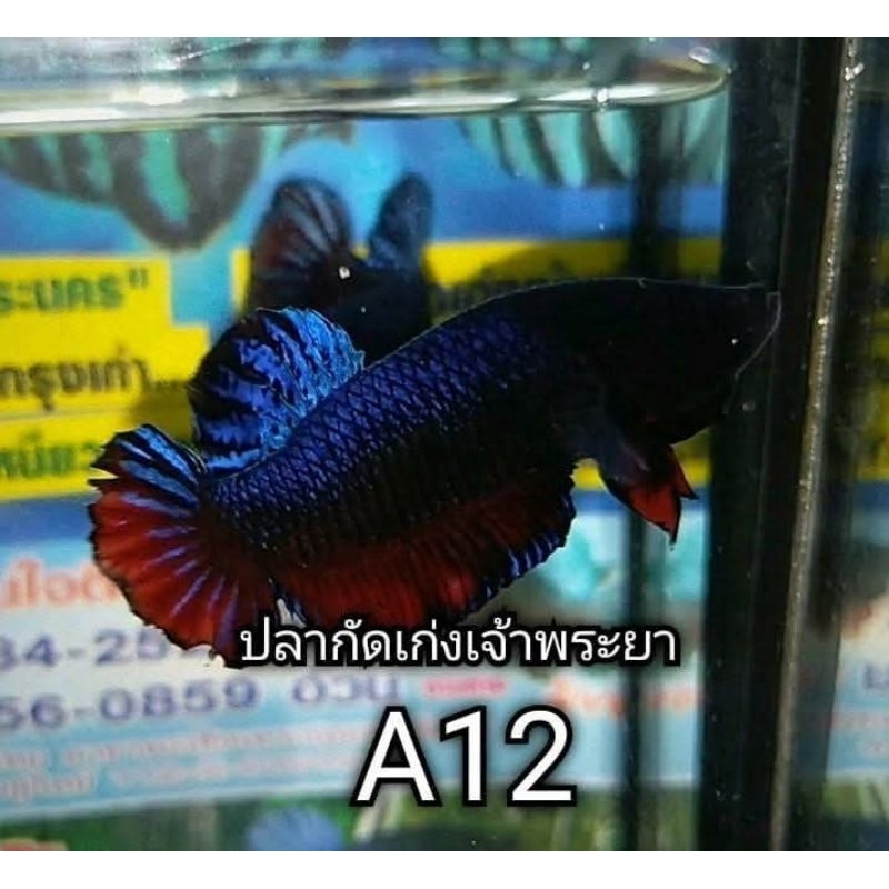 Jual cupang adu big game event kalangan ori import thai