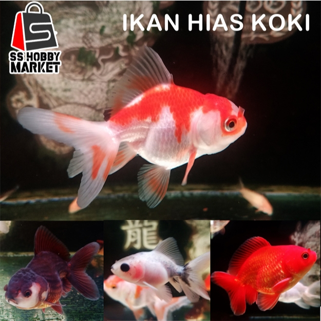 Jual Ikan Hias Mas Koki Goldfish Oranda Ryukin Ranchu Khusus gosend ...
