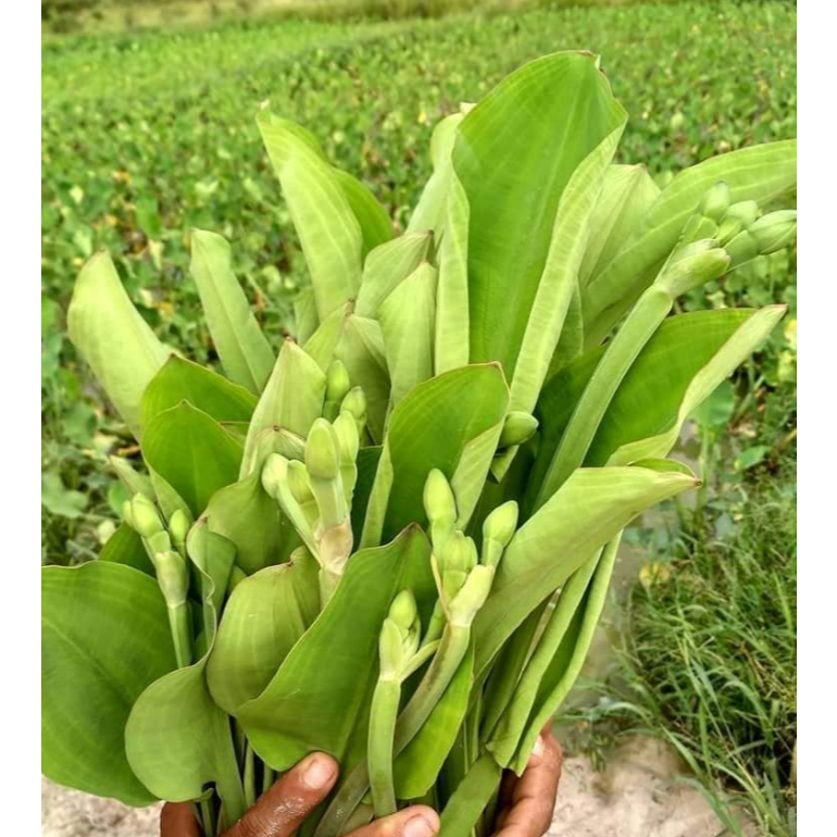 Jual Benih Sayur Genjer Gendot Ratusan Biji Unggul GEMAH SEED Produksi ...