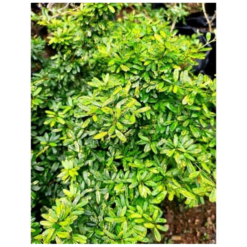 Jual Bibit saeng simbur golden variegata original | Shopee Indonesia