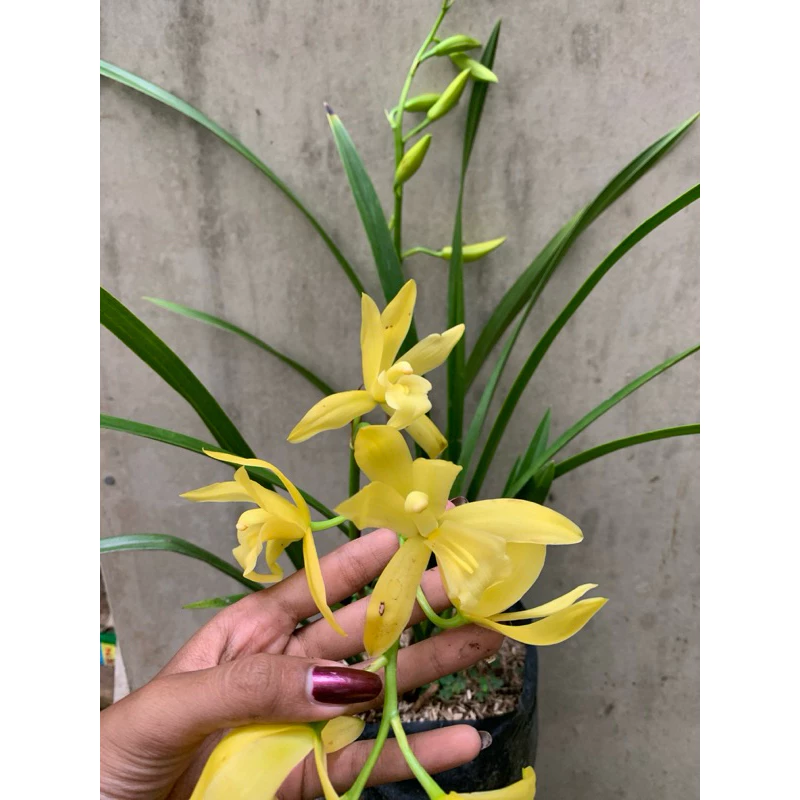 Jual Anggrek Blitar