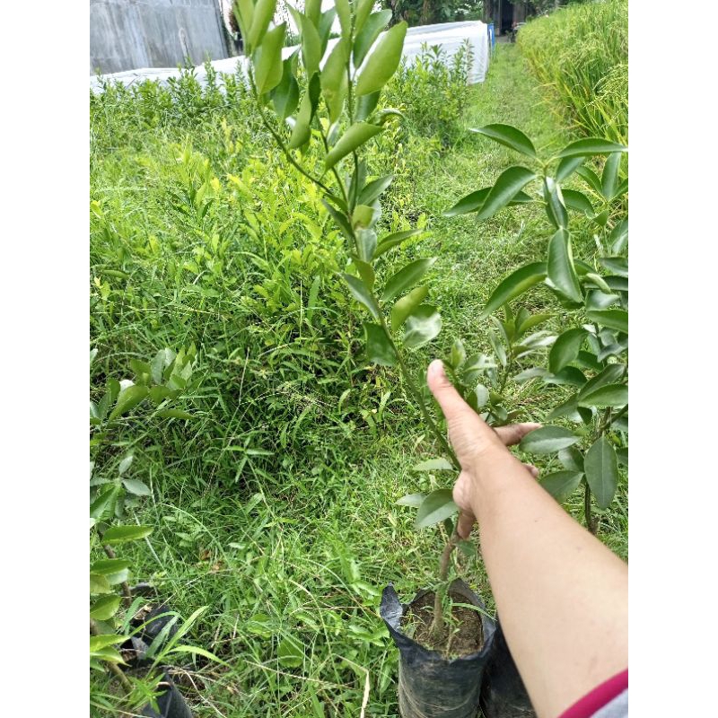 Jual aneka bibit jeruk | Shopee Indonesia